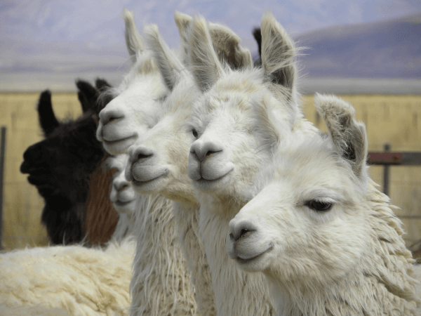 Llamas 1