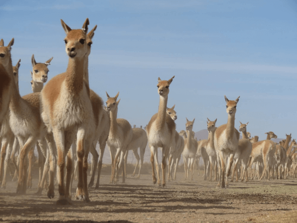 VicunasJPG 1