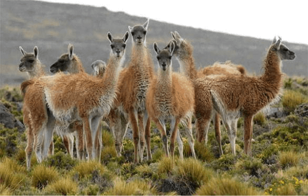 payunia Guanaco 1