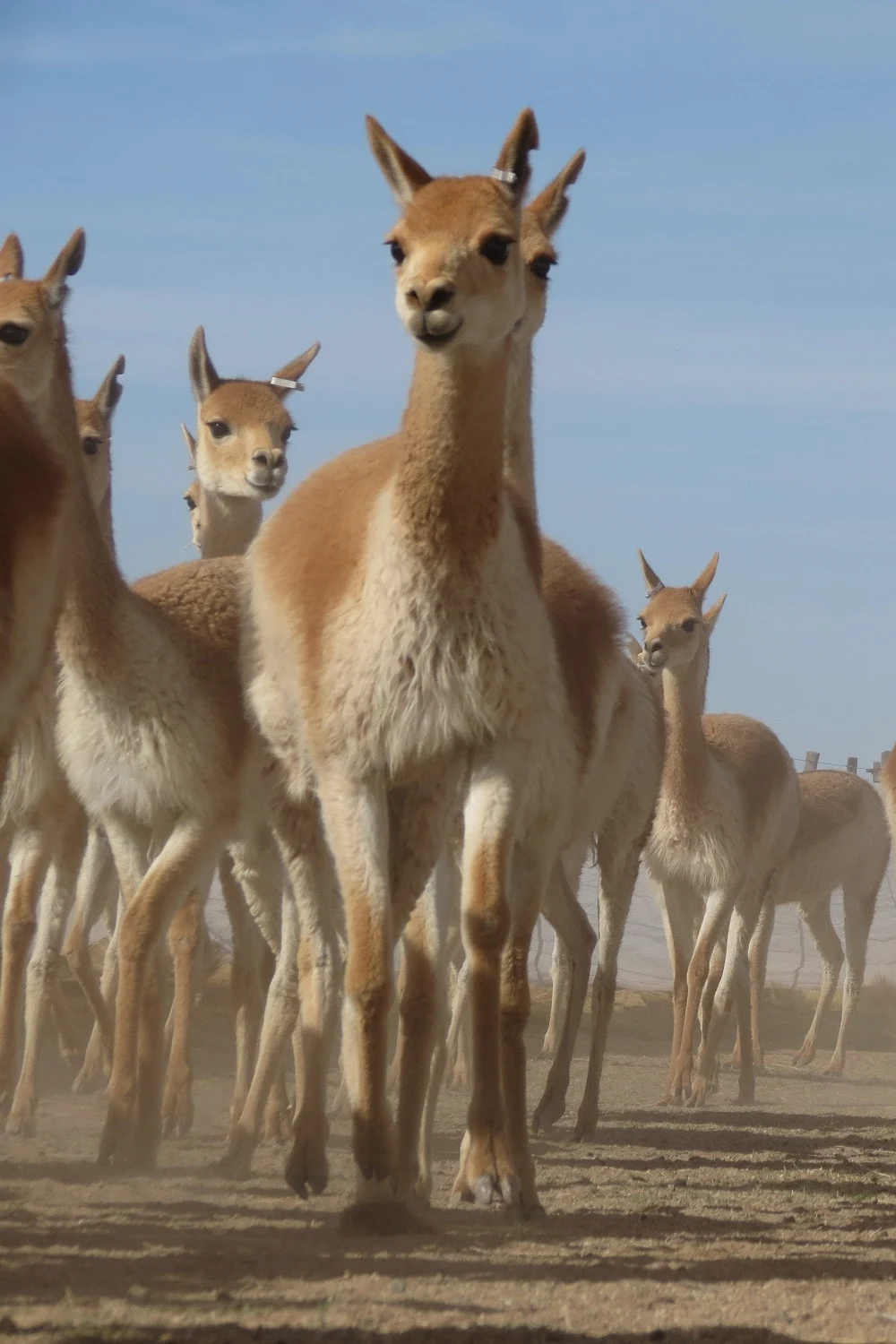 Sin título (2) (1) Sin título (2) (1)