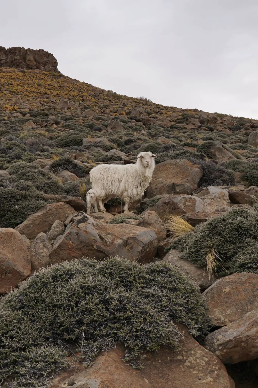 Sin título Sin título